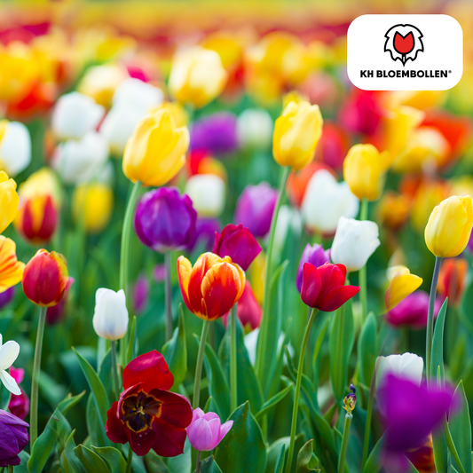 Tulpen-Zwiebel-Mix - 20 Stück