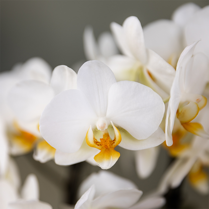 Pflanzengeschenk "Viel Glück" | Lausanne-Orchidee mit Topf, Karte & Geschenktasche