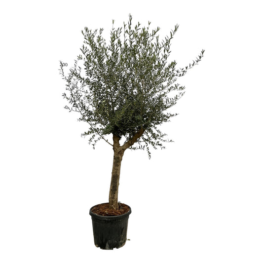 Olive - OLEA EUROPAEA ca. 150cm - Ø45cm