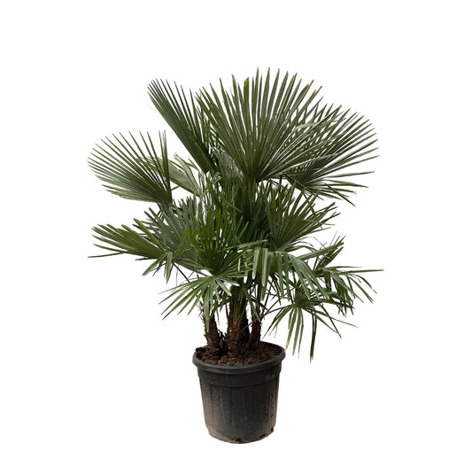 Hanfpalme - Trachycarpus multi stam - 230cm- Ø50
