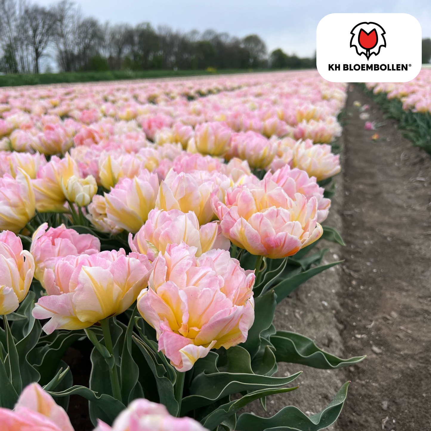 Tulpen-Zwiebeln - Password – 20  Stück