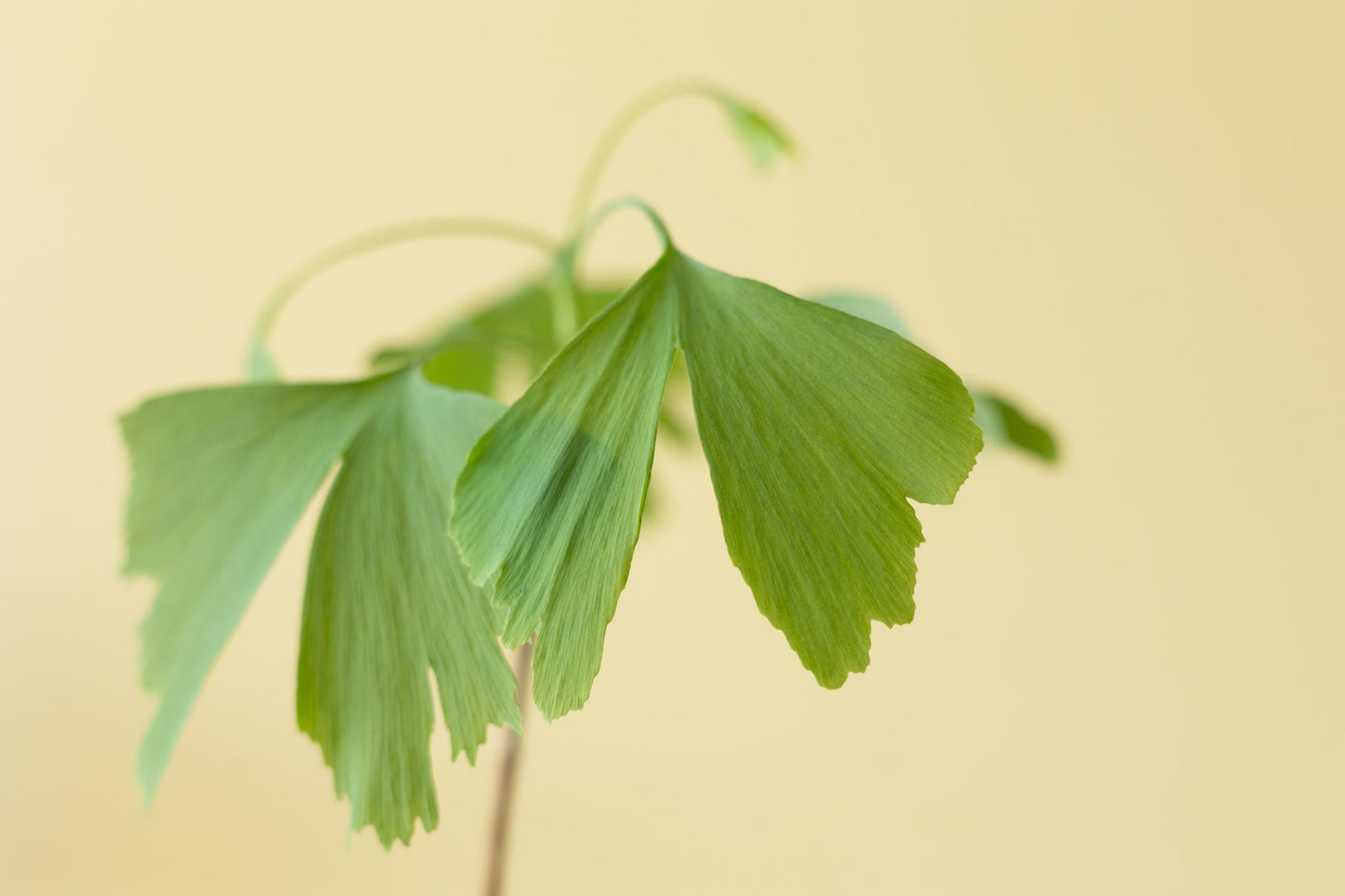 Lebensbaum - Ginkgo Biloba im Briefkastenkarton mit Informationsheft