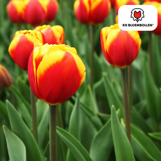Tulpen-Zwiebeln - Dow Jones – 20 Stück