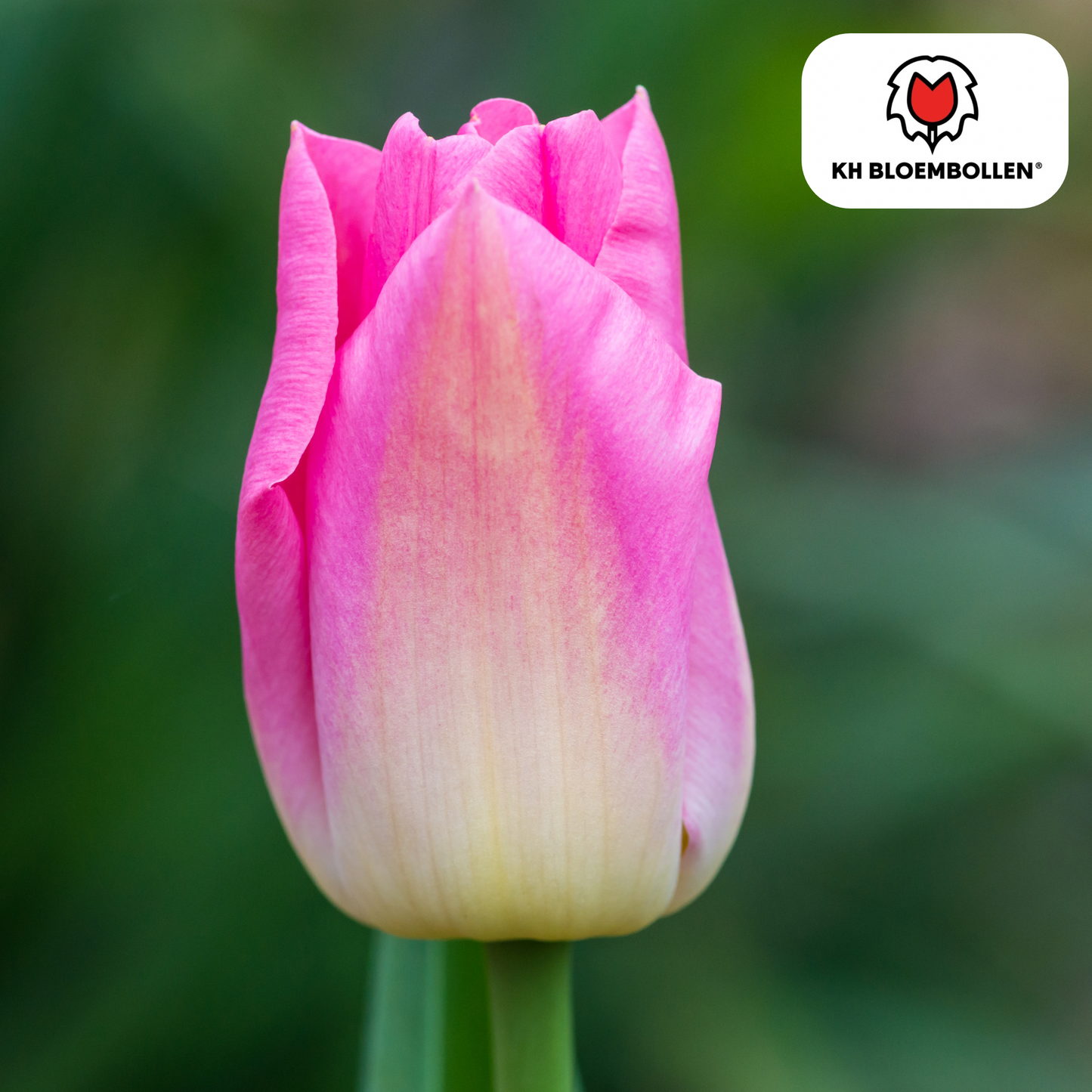Tulpen-Zwiebeln - Dynasty – 20 Stück