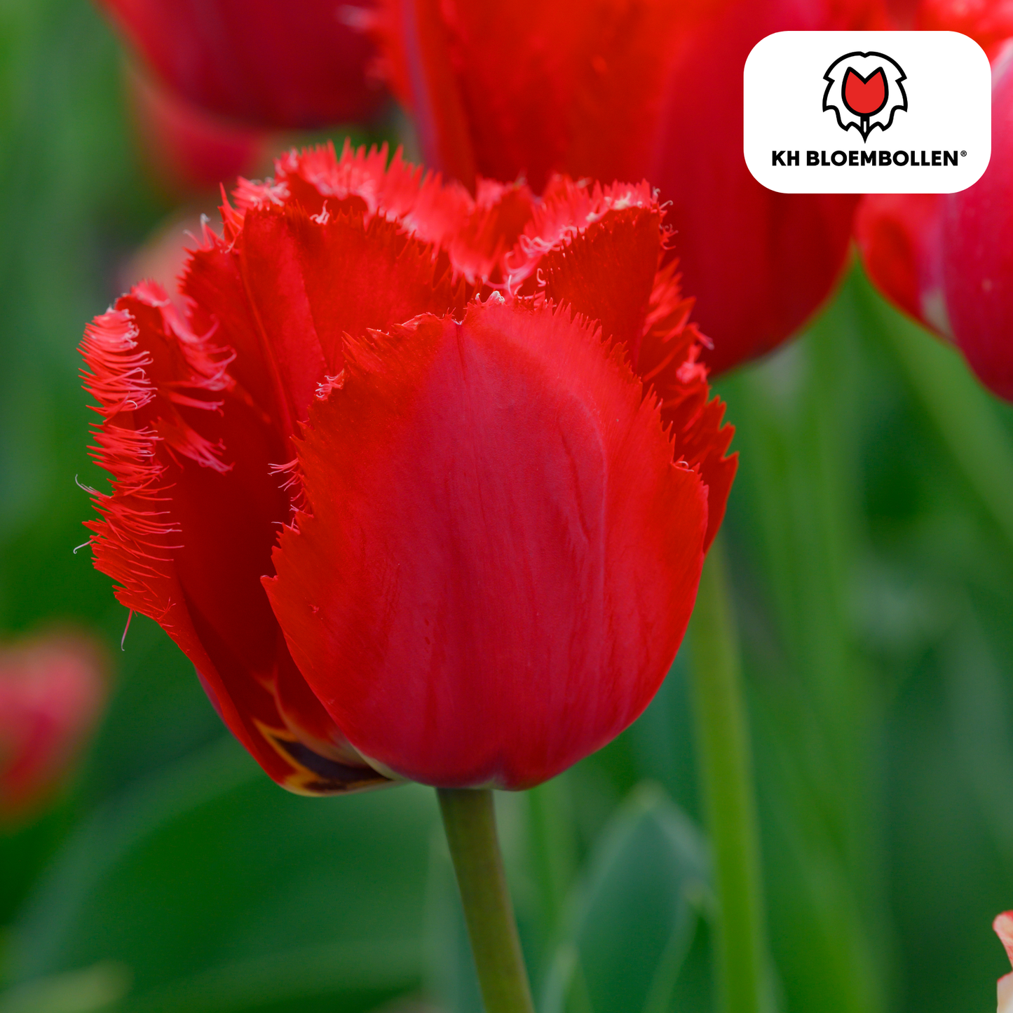 Tulpen-Zwiebeln - Masterpeace – 20 Stück