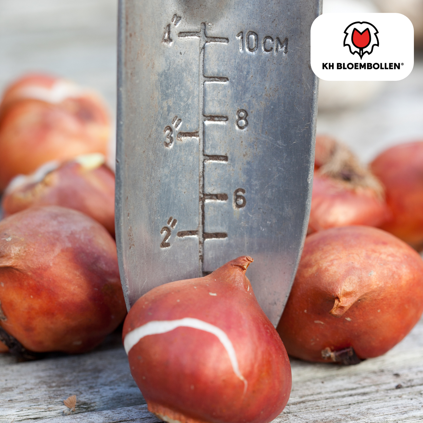 Tulpen-Zwiebeln - Dafeng – 20 Stück