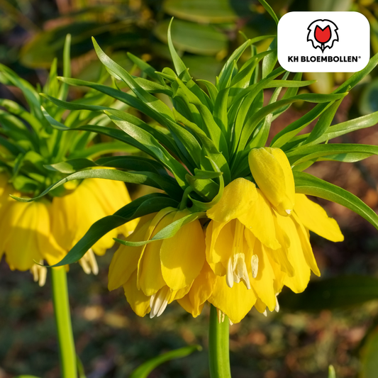 Fritillaria-Zwiebeln - Keizerskroon Lutea - 5 Stück