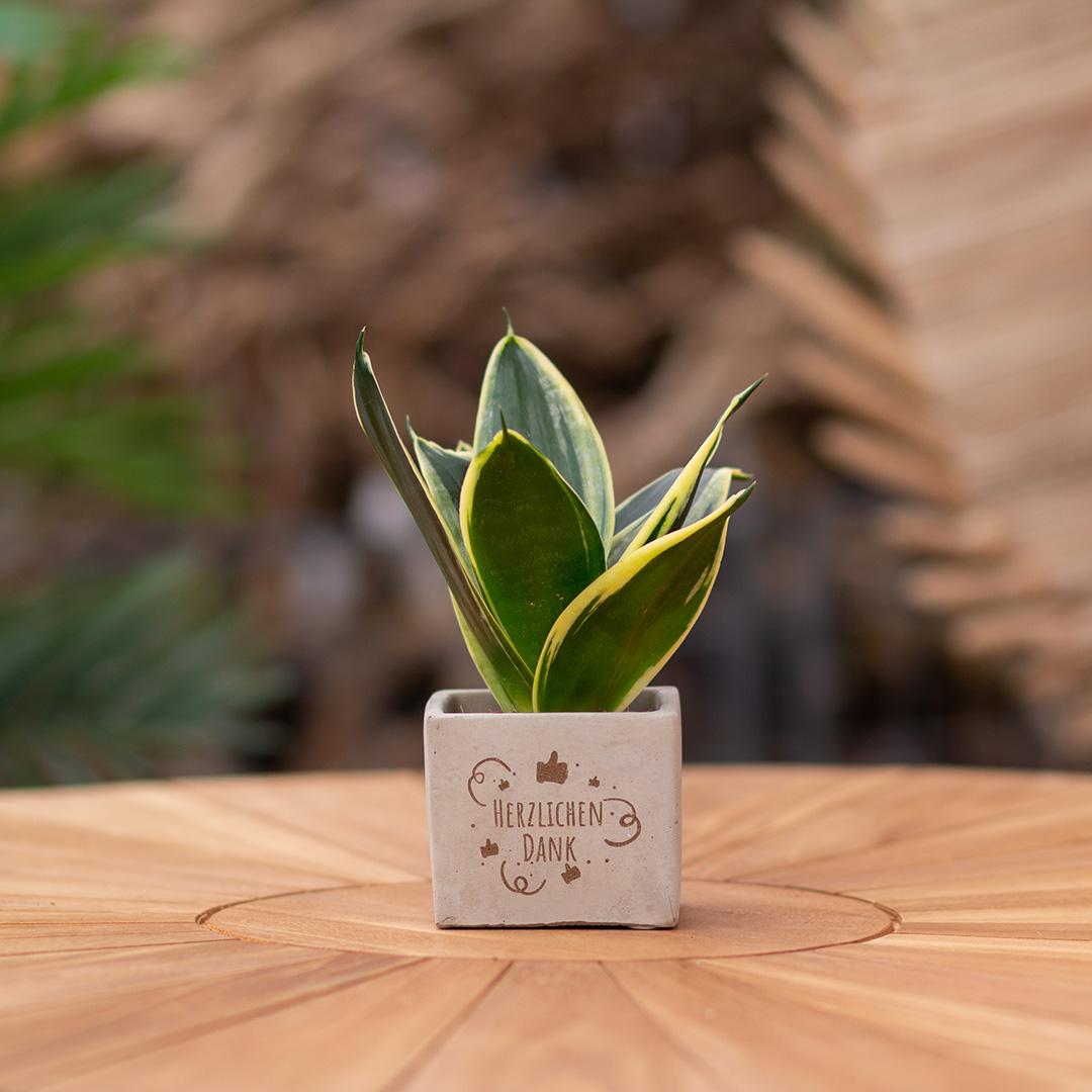 Geschenk Sansevieria | Herzlichen Dank
