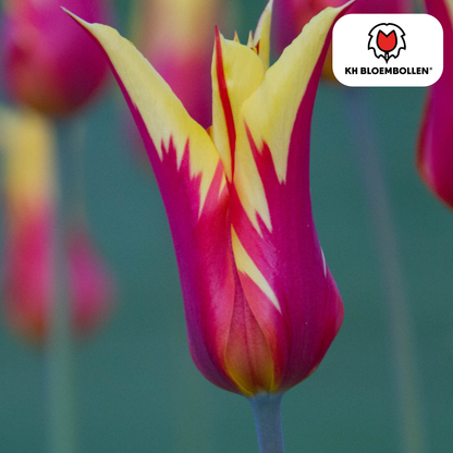 Tulpen-Zwiebeln – Fire Wings - 20 Stück