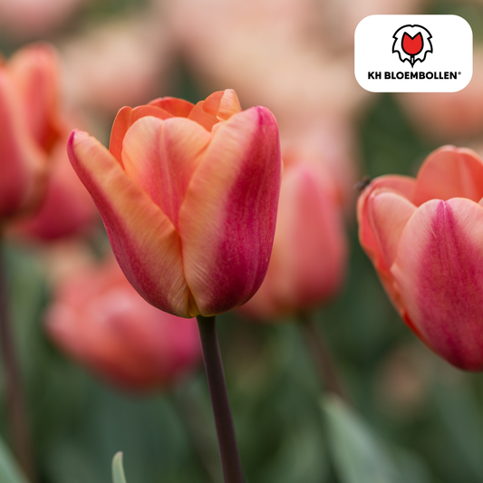 Tulpen-Zwiebeln - Apricot Foxx – 20 Stück