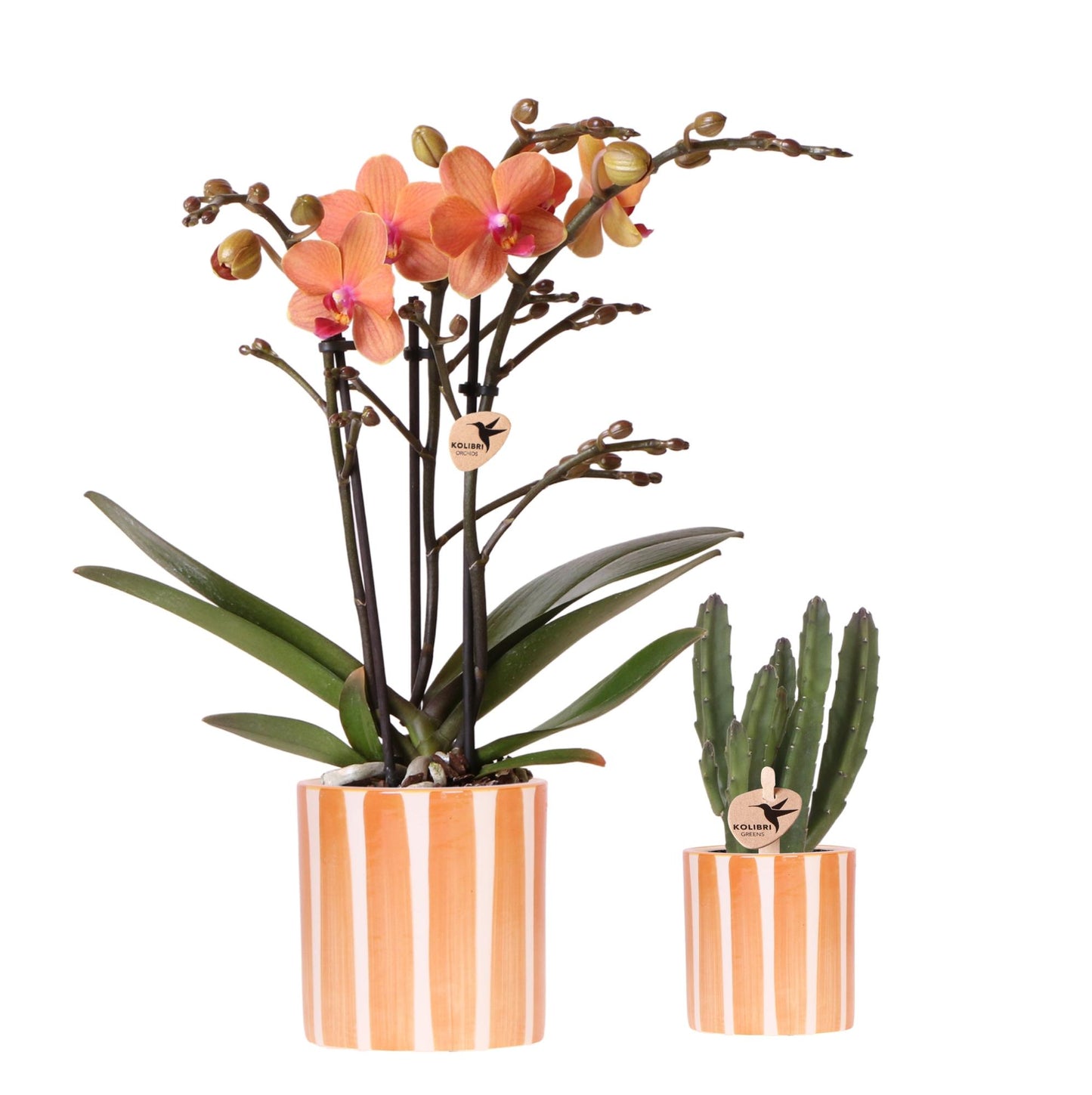 Set Orange Phalaenopsis Orchidee Bolzano und Sukkulente inkl. Keramische Ziertöpfe
