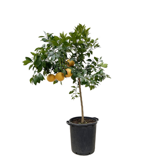Pampelmuse - Citrus Pompelmo - 150 cm - ø40