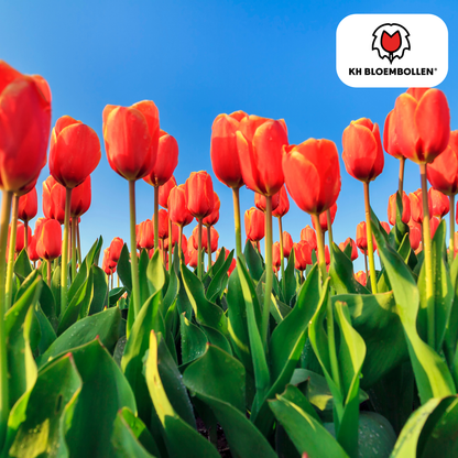 Tulpen-Zwiebeln - Dafeng – 20 Stück