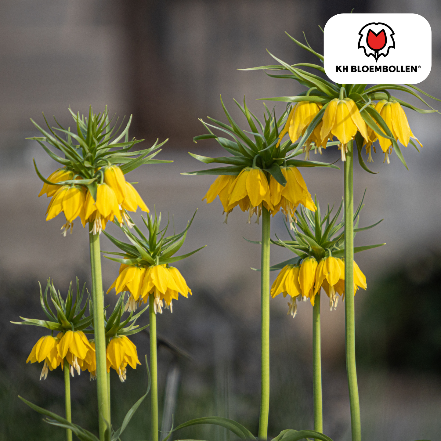 Fritillaria-Zwiebeln - Keizerskroon Lutea - 5 Stück