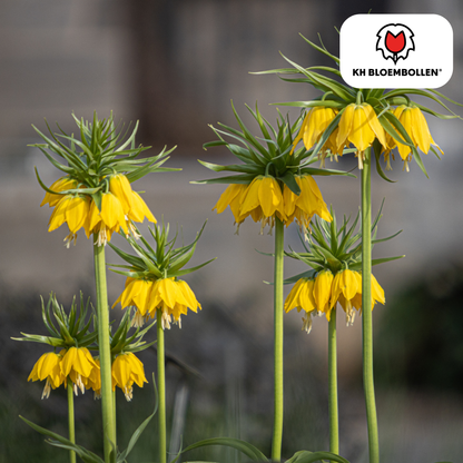 Fritillaria-Zwiebeln - Keizerskroon Lutea - 5 Stück