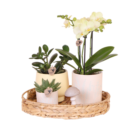 Set Grüne Pflanzen mit gelber Phalaenopsis-Orchidee in gelben Simplicity-Übertopfen auf einem Bambustablett