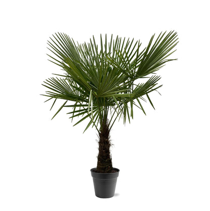 Hanfpalme - Trachycarpus Fortuneii - 160-180cm - Ø30