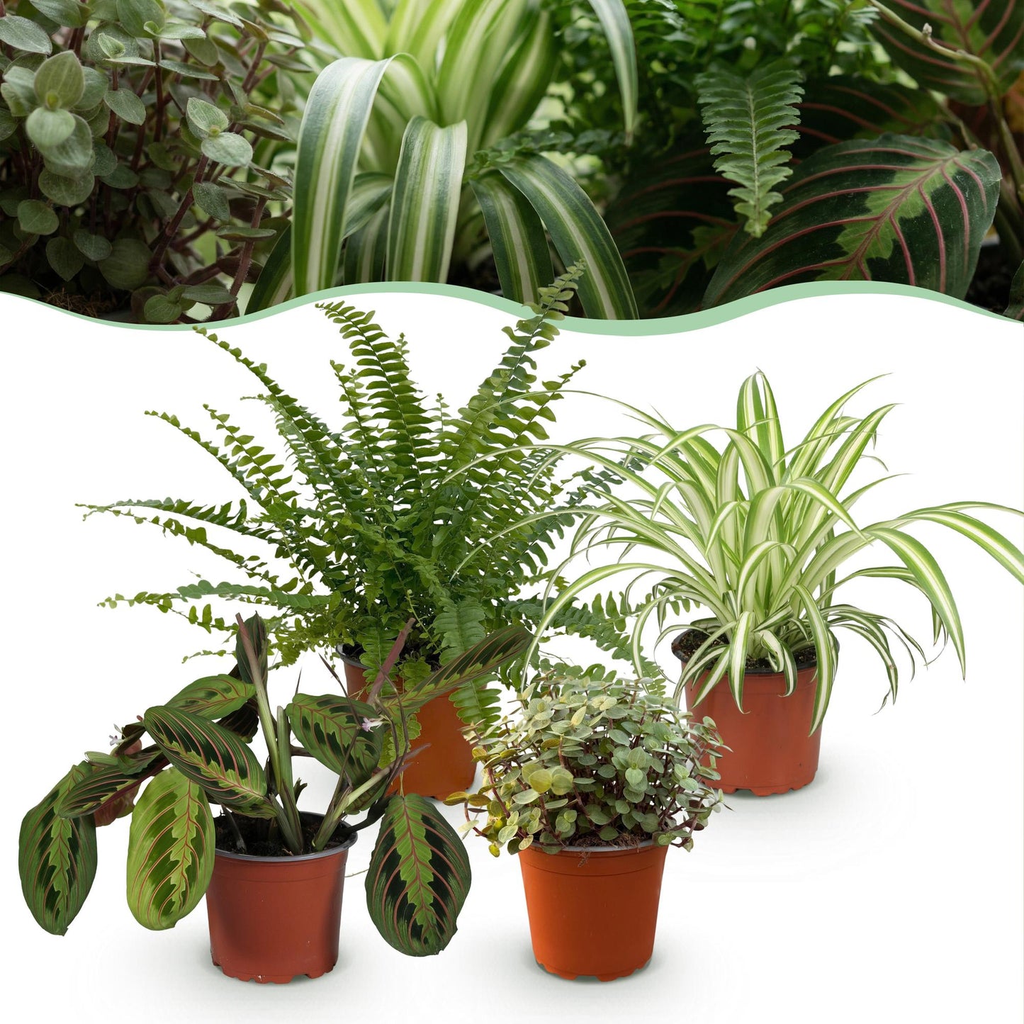 Green boutiQ - Zimmerpflanze - Chlorophytum - Maranta - Calissia - Nephrolepsis - Mix aus 4 - Haustierfreundliche Pflanzen - Grün - 4 Pflanzen - Topf 12cm - Höhe 25cm
