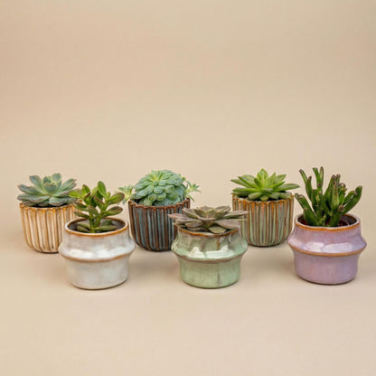 Sukkulenten-Set 6 Stück mit Mini-Keramiktöpfen Barcelona