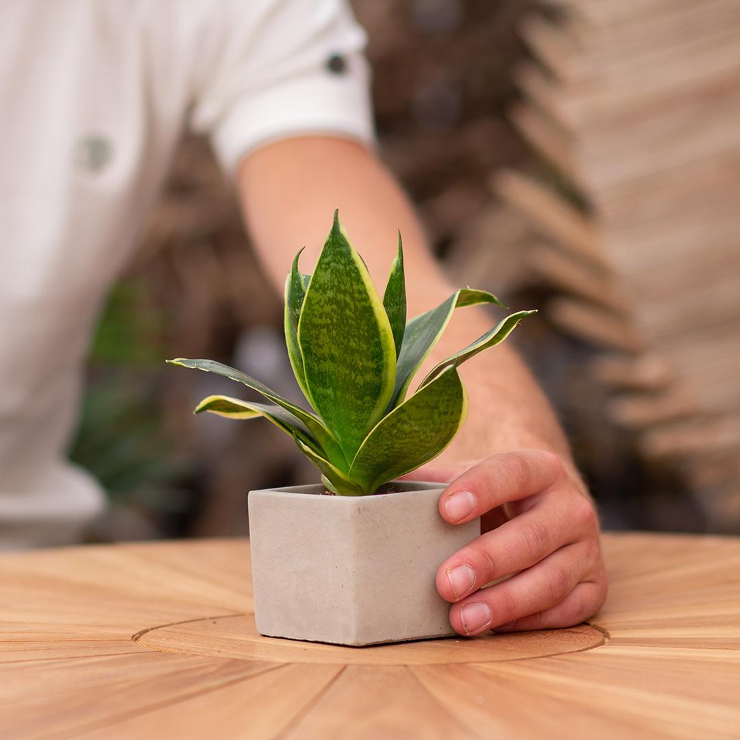 Geschenk Sansevieria | Good luck