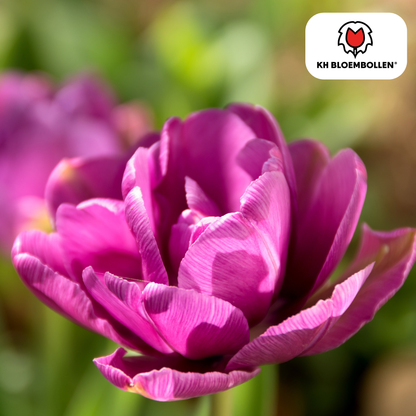 Tulpen-Zwiebeln - Double Flag – 20 Stück