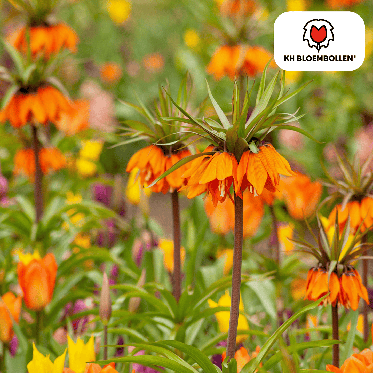 Fritillaria-Zwiebeln - Garland Star - 5 Stück