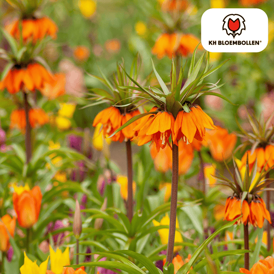 Fritillaria-Zwiebeln - Garland Star - 5 Stück