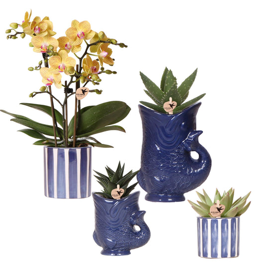 Set Orchidee Lima und Sukkulenten in keramischen Ziertöpfen – Topfgröße Ø9 cm & Ø6 cm