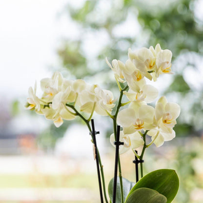 Set Grüne Pflanzen mit gelber Phalaenopsis-Orchidee in gelben Simplicity-Übertopfen auf einem Bambustablett
