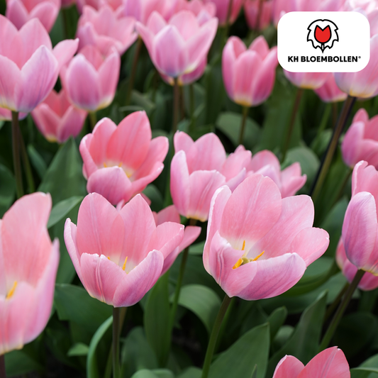 Tulpen-Zwiebeln – Light and Dreamy - 20 Stück