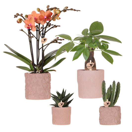 Set Bolzano-Orchidee + Sukkulenten in dekorativen Keramiktöpfen – Topfgröße Ø9cm & Ø6cm