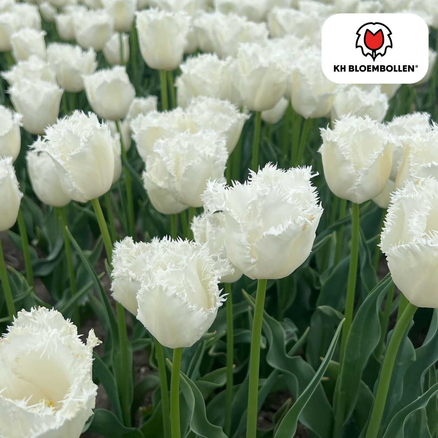 Tulpen-Zwiebeln - Honeymoon – 20 Stück