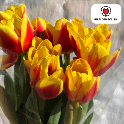 Tulpen-Zwiebeln - Jan Seignette – 20 Stück