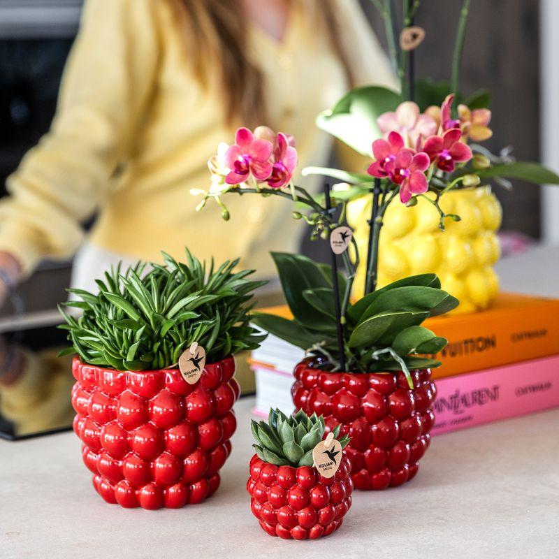Set Rote Phalaenopsis-Orchidee Congo und Sukkulenten inkl. keramische Berry Ziertöpfe