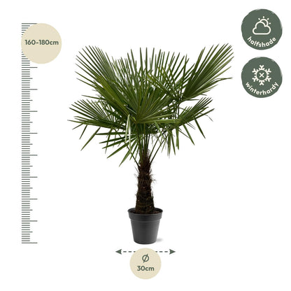 Hanfpalme - Trachycarpus Fortuneii - 160-180cm - Ø30