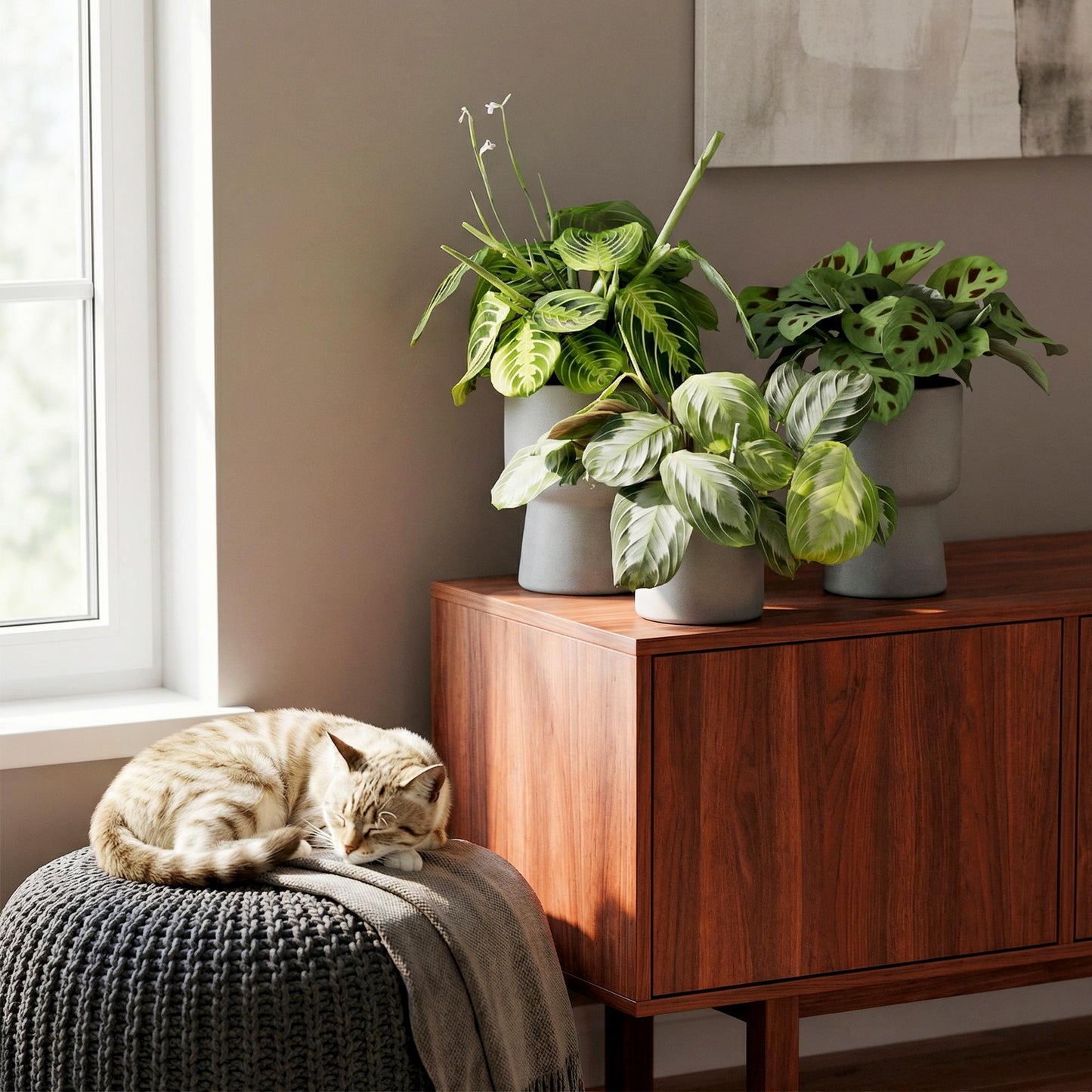 Green boutiQ - Zimmerpflanze - Marantha Silverband, Marantha Lemon Lime Marantha Kerchoveana - Gebetspflanze - Haustierfreundliche Pflanze - Grün - 3 Pflanzen - Topf 12cm - Höhe 25cm