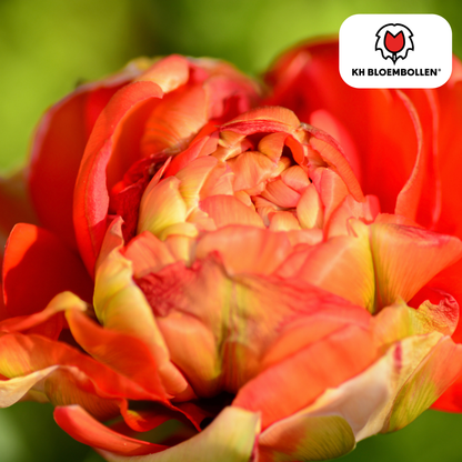 Tulpen-Zwiebeln - Gudoshnik Double – 20 Stück