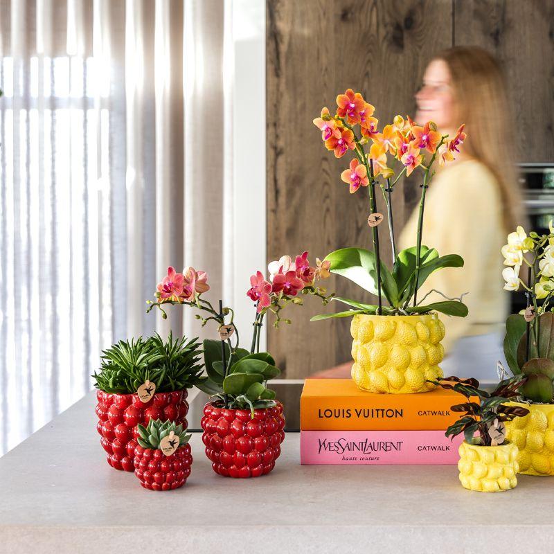 Set Rote Phalaenopsis-Orchidee Congo und Sukkulenten inkl. keramische Berry Ziertöpfe