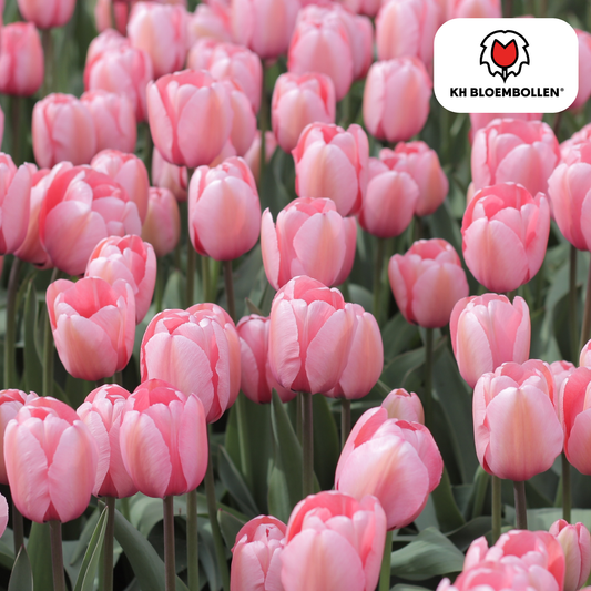 Tulpen-Zwiebeln - Apricot Delight – 20 Stück