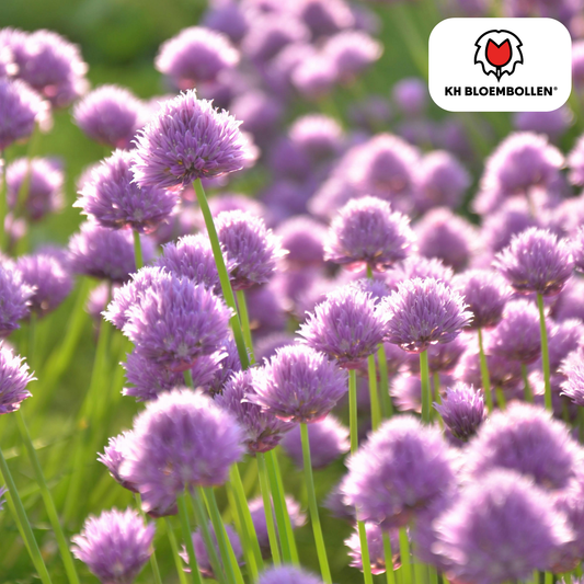 Allium-Zwiebeln - carolinianum - 15 Stück