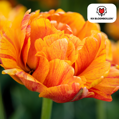 Tulpen-Zwiebeln - Gudoshnik Double – 20 Stück