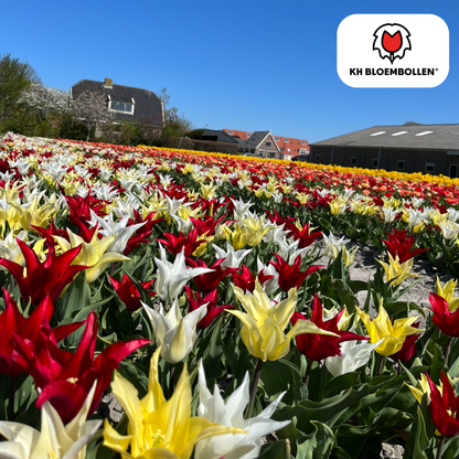 Tulpen-Zwiebeln - Tres Chic Mix – 20  Stück