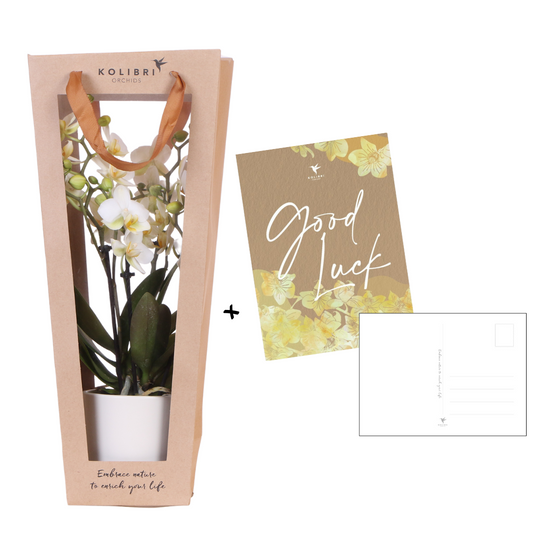 Pflanzengeschenk "Viel Glück" | Lausanne-Orchidee mit Topf, Karte & Geschenktasche