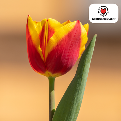 Tulpen-Zwiebeln - Dow Jones – 20 Stück