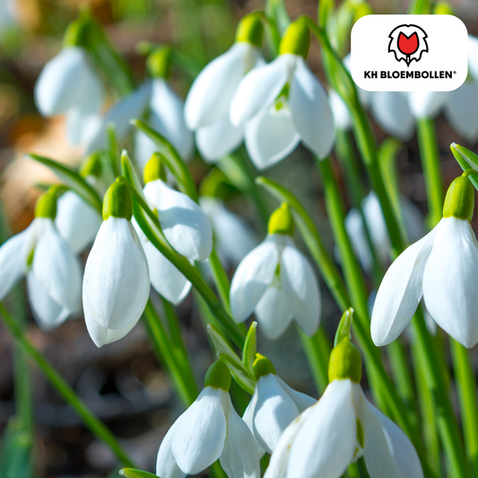 Schneeglöckchen-Zwiebeln -  30 Stück