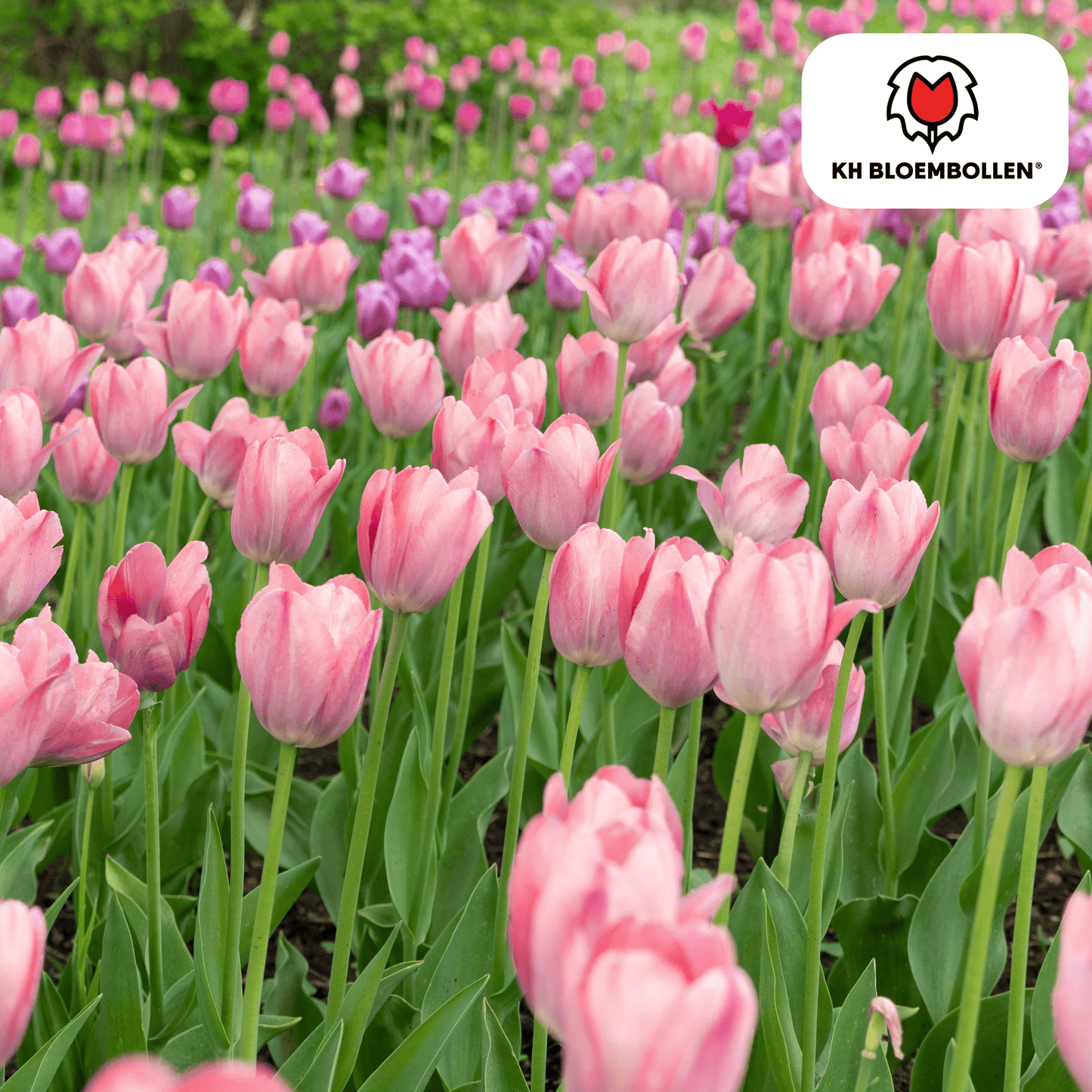 Tulpen-Zwiebeln - Apricot Delight – 20 Stück