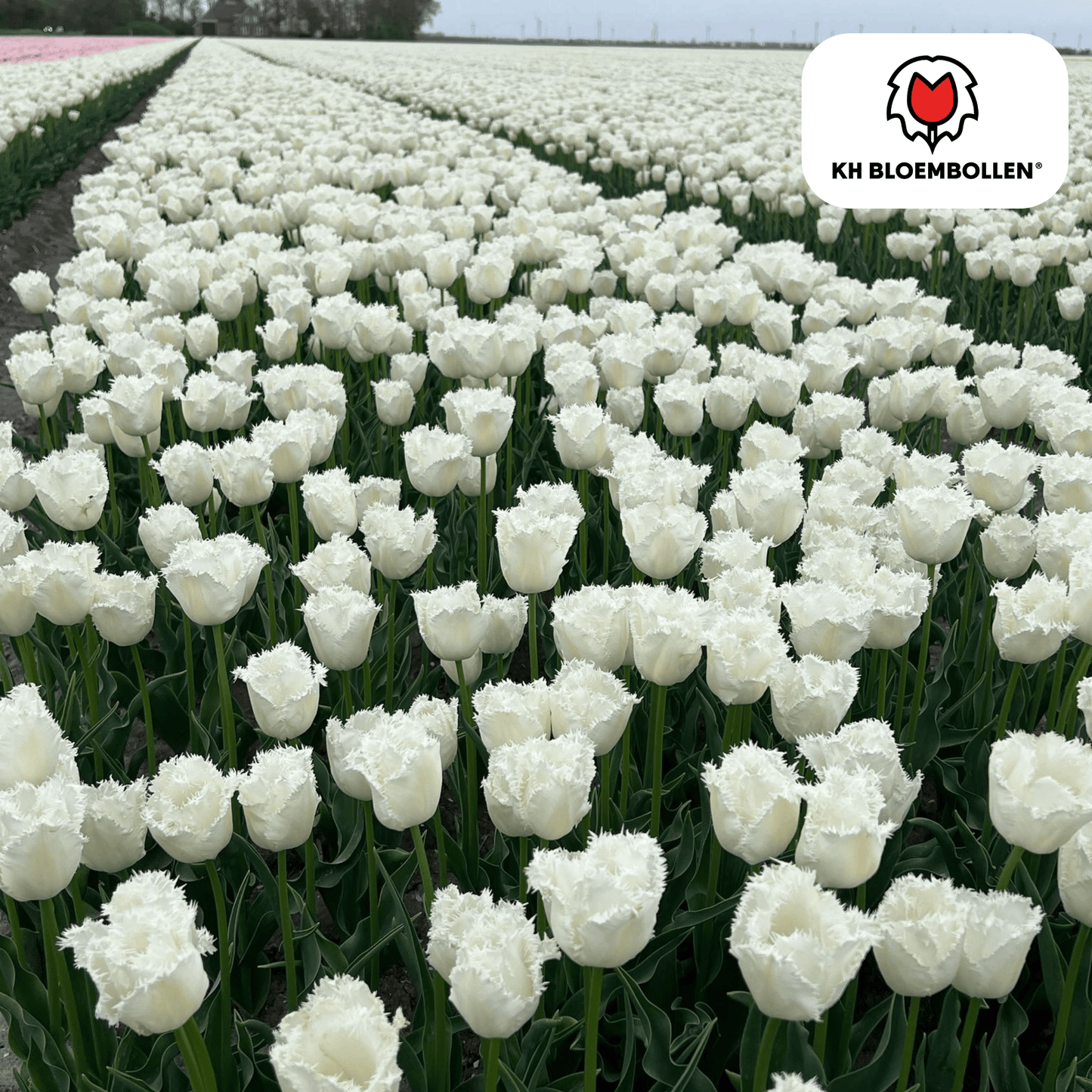 Tulpen-Zwiebeln - Honeymoon – 20 Stück