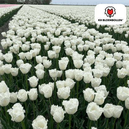 Tulpen-Zwiebeln - Honeymoon – 20 Stück