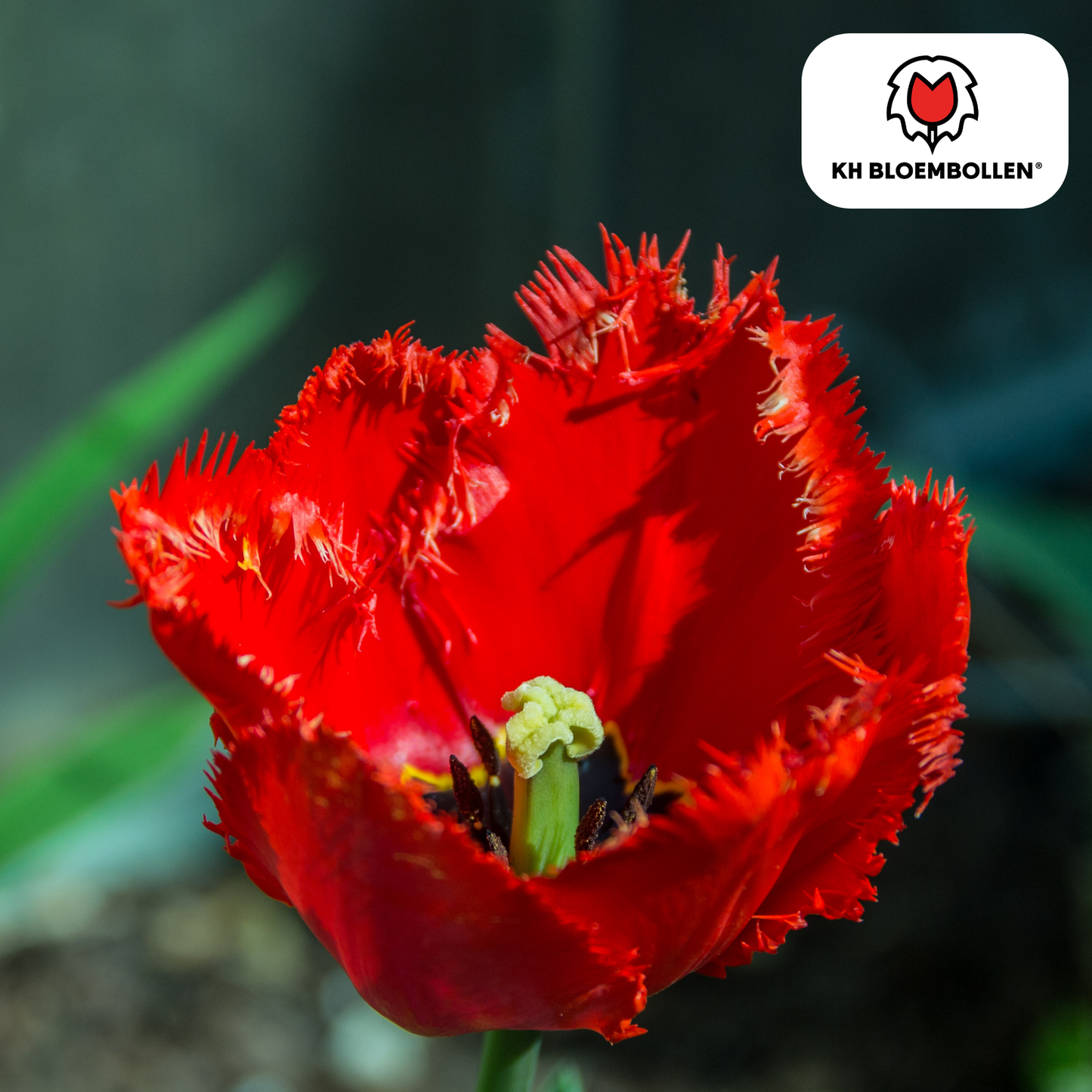 Tulpen-Zwiebeln - Masterpeace – 20 Stück