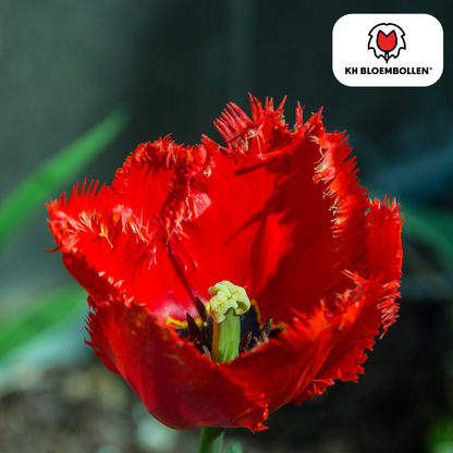 Tulpen-Zwiebeln - Masterpeace – 20 Stück